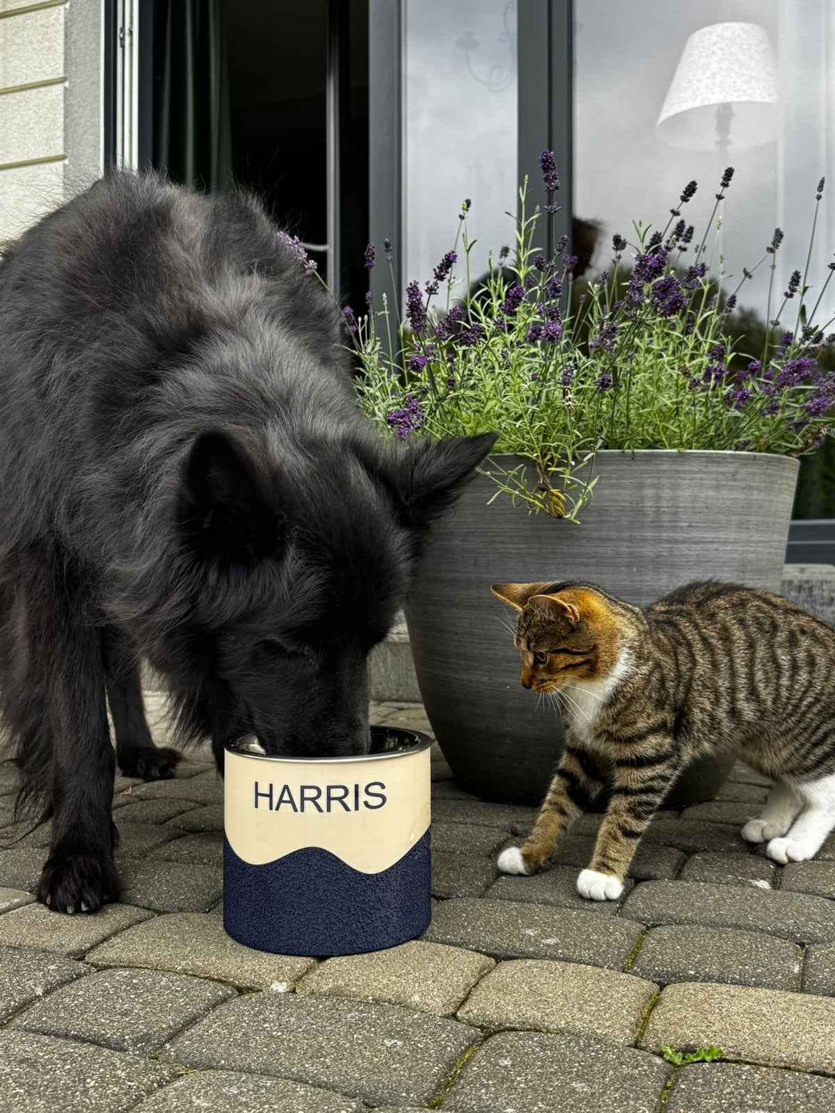 Harris przy personalizowanej misce NOKU PAWS, obok kot